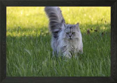Baby lange Katze gerahmtes Wandbild Poster Leinwanddruck Bild
