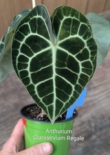 Anthurium Claranerium x Regale