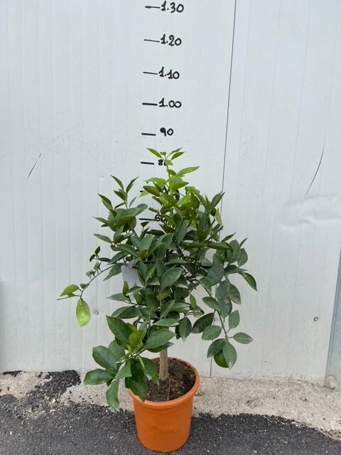Pianta di Arancio Fragola in vaso 20 cm foto reali piante di agrumi - Immagine 4 di 4