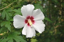 10 White Rose Of Sharon Seeds (Hibiscus Syriacus) Organic Non-GMO Never Sprayed