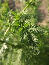 Mugwort - Qing hao - Artemisia annua - 200+ seeds