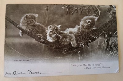 Alte Katze Postkarte, Gruß, verschickt 1902