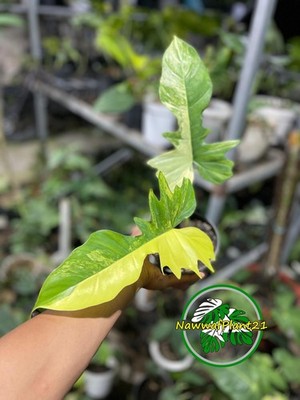 Philodendron Florida Beauty x Mayoi Variegated Mature Real Picture NawwafPlant21