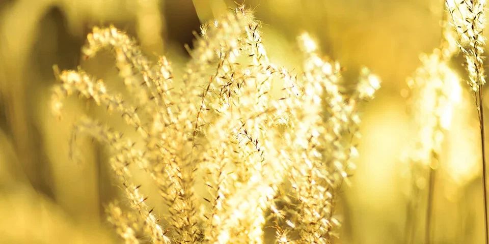 Tokina Cinema 100mm T2.9 Camera Cine Macro Lens - Image 3 of 3