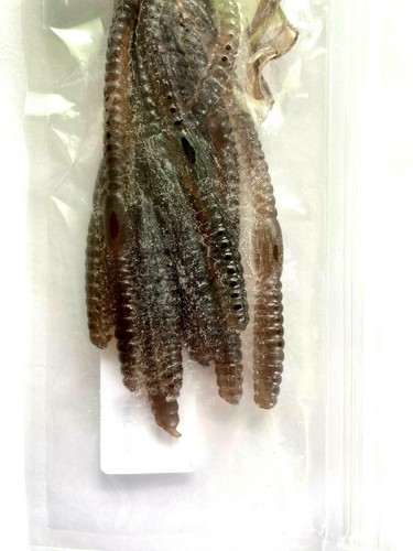 2 PACKS Jed Welsh 5 1/2" Curly Tail Nightcrawler Dirty Sand 10 Count Package - Picture 7 of 12