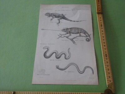 Original alter Druck/Bookplate - diverse Reptilien, Common Stellion, Chamäleon etc.