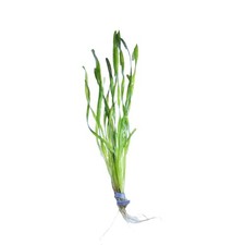 Vallisneria Contortion Aquarium Freshwater Live Plants