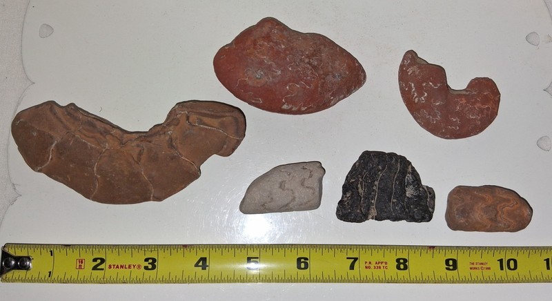Texas Fossil Red Zone Ammonite Specimens Lot of 6 NICE SUTURES Cretaceous Age