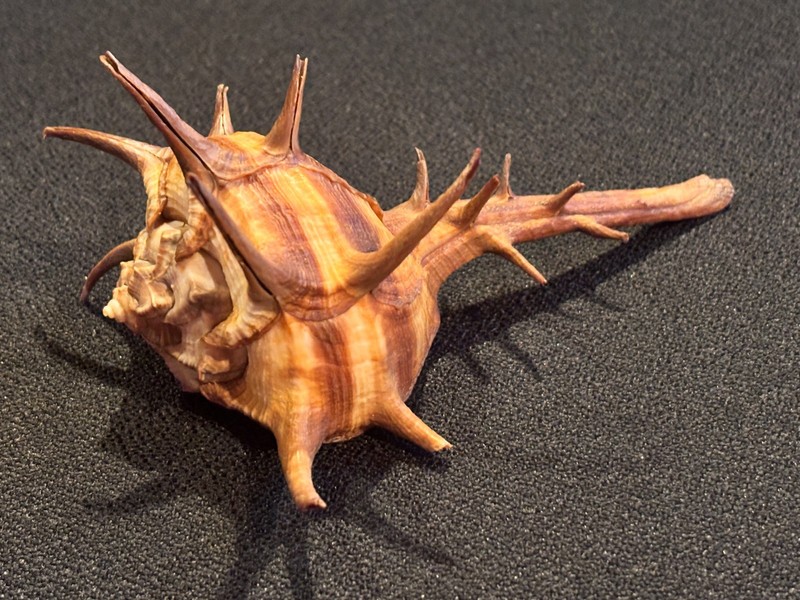 Horned Murex Shell (Bolinus cornutus)  from Senegal, West Africa