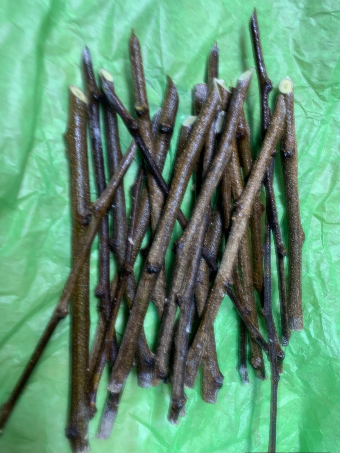 8 cuttings of Che Seedless fruit tree, dormant, no roots, no leaves