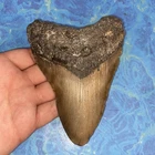 MEGALODON SHARK TOOTH 5.44” HUGE TEETH MEG SCUBA DIVER DIRECT FOSSIL NC 9801