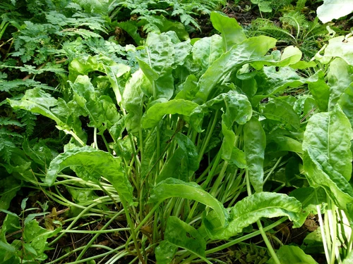 Rumex acetosa - 1500+ Samen - Garten Sauerampfer " Green de Belleville "