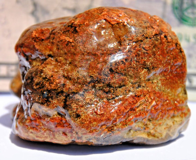 Fossil Dinosaur Ball Joint - Gembone Agatized ''Ruby Red'' - 181gr - Free Shipping