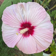 Hardy Hibiscus cross: Luna Pink Swirl x Summerific Berry Awesome live plant