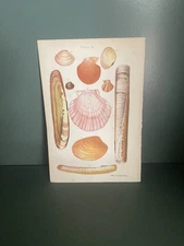 Antique / Vintage Original 1900 Lithograph Print Of Shells