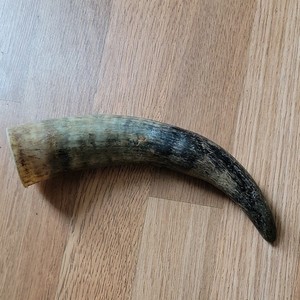 Ox Horn
