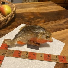 Dried Piranha Fish 6insby 2ins Amazon.