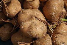 Thai Jicama Yam Bean Seeds, 5 lb Root Potential, Tuber, Shipped with Tracking