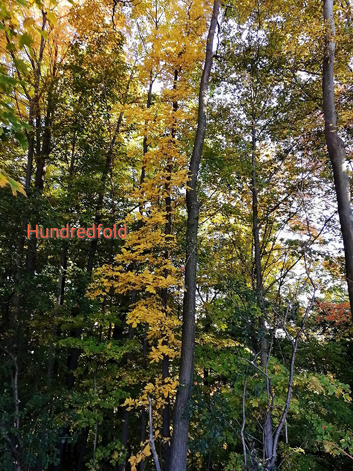 Bitternut Swamp Hickory 5 Seeds Carya cordiformis, Bitter Nut Canada