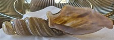 Vintage Signed Hand Blown Art Glass Conch Shell Sculpture Amber Pink Swirl MCM