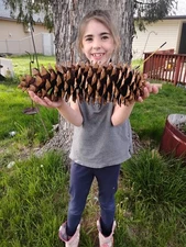 Cascades Sugar Pine Cones - large 13 to 15 inches long🌲 