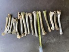 15 Assorted WhiteTail Deer Leg Bones. Naturally cleaned — photo 2