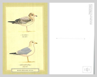 Postkarte - Ringschnabel Möwe Vogel Illustration David Sibley 2013 UNBESPIELT