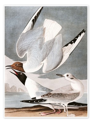 Poster Möwen - John James Audubon