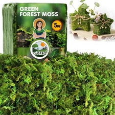  Upgraded Green Moss for Crafts, Real Forest Moss Potted Plants, Decorative ...