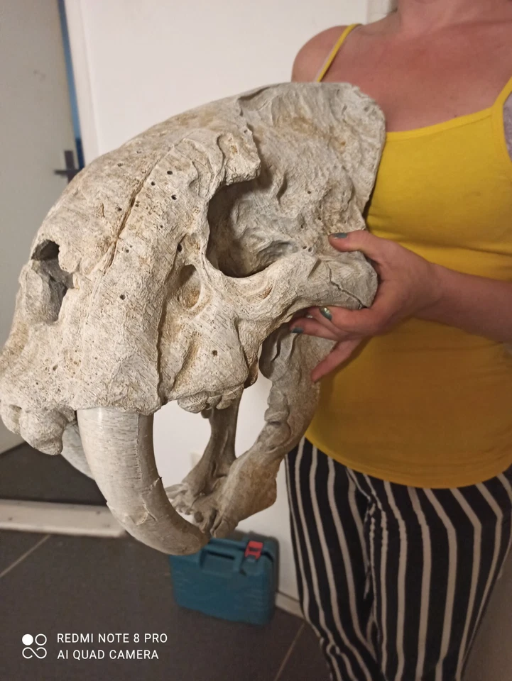 Smilodon populator, skull replika life size 1:1, very big!! - Image 3 of 4