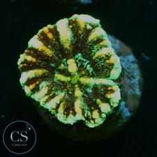 CS MULTICOLOR BUTTON SCOLY - WYSIWYG LIVE CORAL
