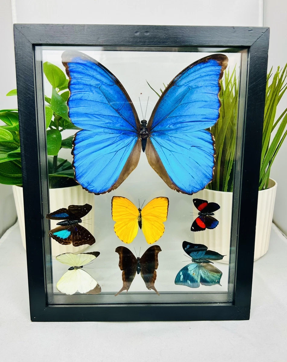 Morpho for sale | eBay