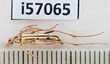 i57065****Cerambycidae sp. Vietnam North****