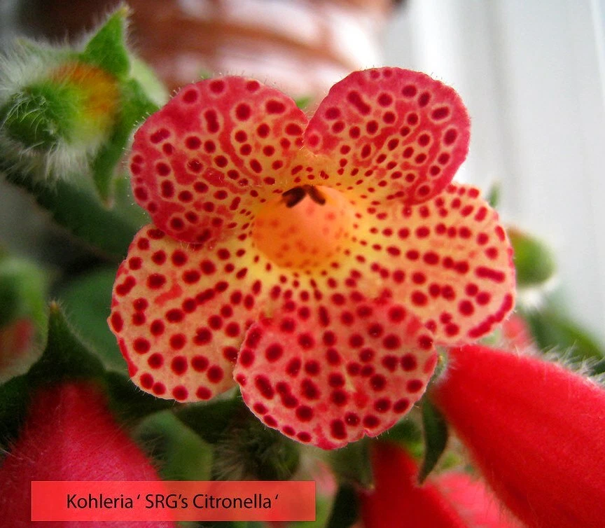 Mini SRG Kohleria Saliba "Citronella", Jungpflanze! Rarität! Gratis Achimenes .. - Bild 2 von 4