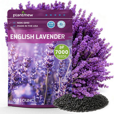 Lavender Seeds for Planting, English Lavender Seeds Indoor  Outdoor, 7000 Heir