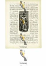 Woman Of Lazestan (Turkey), Book Illustration (Print), c1880