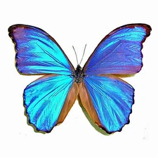 MORPHO GODARTII ASSARPAI****male - blue form*****Peru,Cuzco(papered-not pinned)