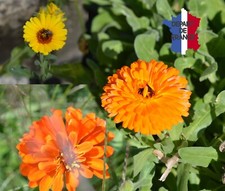 CALENDULA OFFICINALIS MIX MARYGOLD BIO DE FRANCE LOT DE 200 GRAINES
