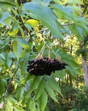 4 oz Organic Whole Elderberries Slow Dried Wild Harvest - Immune Support