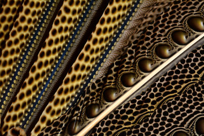Great Argus Pheasant  Secondary feather sections