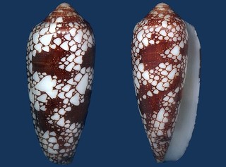 Shell Conus episcopatus L Seashell