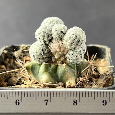 A10-1489. Cactus... strobiliformis VM 792, San Isidro (Grafted)