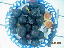 Fig tree cuttings, Negretta , Rock fig, delicious, hardy , productive,7 pieces !