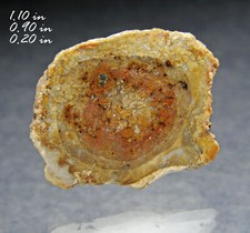 Pétrifié Bois Conifère Dalle Fossilisé Madagascar Fossil