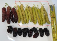 10 WHITE Sweet Long Pakistan Mulberry Organic cuttings for graft