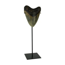 Zeckos Mounted Giant Megalodon Shark Tooth Fossil Sculpture