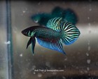 2 PAIRS Betta Mahachiensis Wild Betta Species Ready to Bubble Nest!!! — photo 2