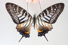 PA20520. Unmounted butterflies: Graphium phidias. Vietnam. Very rare.New area!!!