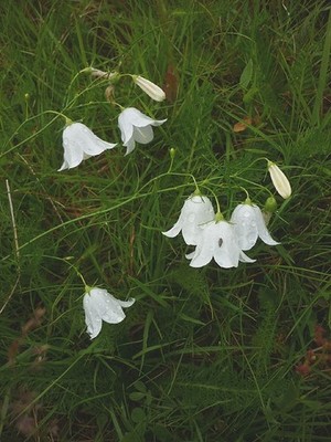 Photo 6x4 White harebells Martindale By the footpath were these flowers,  c2016