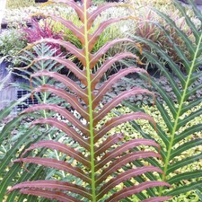 Blechnum 'Volcano' Hardy Perennial Fern Plant 1 or 2 x